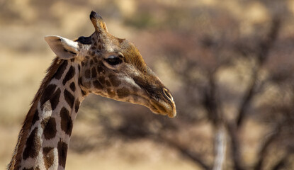 Side view of head of a giraffe