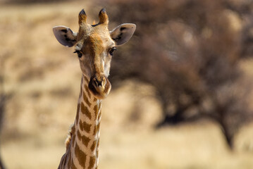 Portrait of a cute baby giraffe