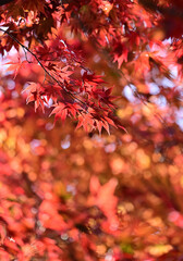 四国香川県坂出市にある白峯寺、根香寺の紅葉
