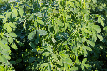 Alfalfa plants covered with dew on a field in morning