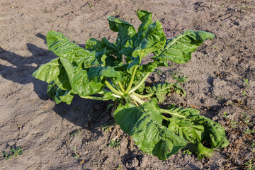 Sugar beet single growing on field, view close-up