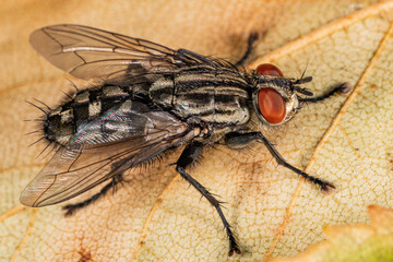 Close-up detail of housefly on the leaf. Close up macro shot. Horizontal macro photography view....
