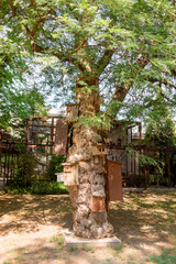 Tall tree with many nests for various birds