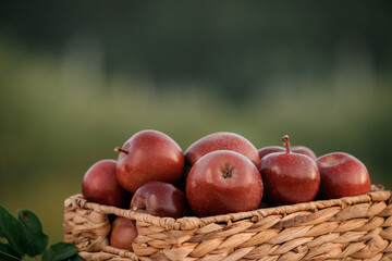 Fresh ripe red apples in the basket on wooden table with natural orchard background. Vegetarian fruit composition. Harvesting concept