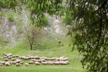 flock of sheep on the hillside