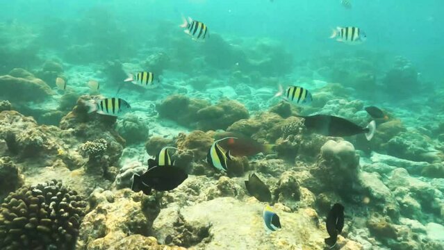 underwater marine life fish swimming on coral reefs
