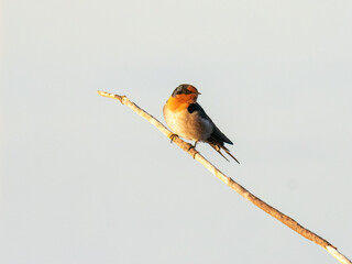 Welcome swallow (Hirundo neoxena) sitting on a branch, with plain sky background