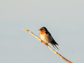 Welcome swallow (Hirundo neoxena) sitting on a branch, with plain sky background