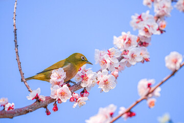 メジロ