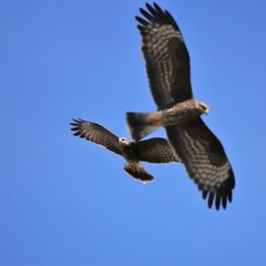 Endangered Snail Kite Paynes Prairie Preserve Gainesville FL