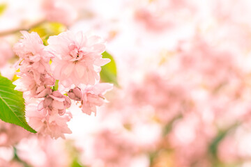 Cherry blossom, sakura flowers on abstract blurred pink natural background. Selective focus. Copyspace.