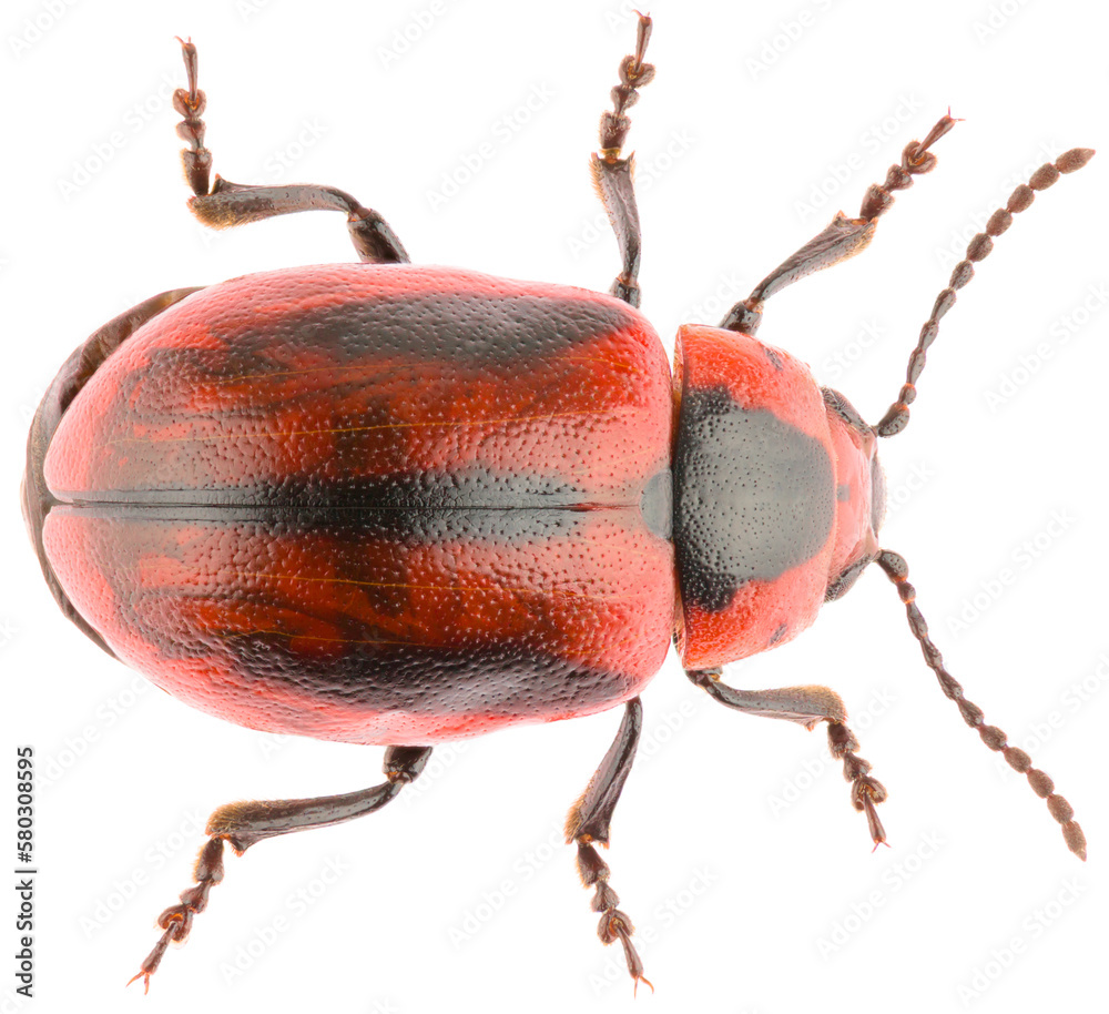 Wall mural Leaf beetle Entomoscelis adonidis is a species of leaf beetles in family Chrysomelidae. Dorsal view of female Entomoscelis beetle isolated on white background.