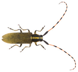 Agapanthia dahli is a species of flat-faced longhorn beetle in the family Cerambycidae. Dorsal view of isolated longicorn beetle on white background.