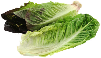 Fresh Romaine lettuce