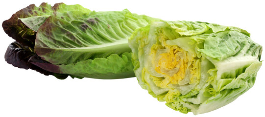 Fresh Romaine lettuce