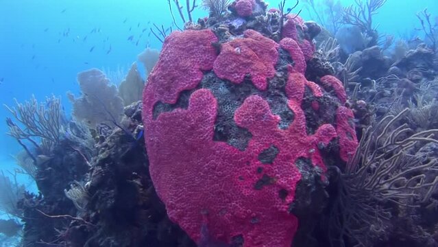 View of Caribbean stunning coral reefs underwater is breathtaking. Reefs themselves are complex network of interdependent organisms, with hard and soft corals providing shelter and food.