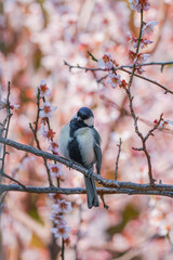 シジュウカラ