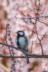 シジュウカラ