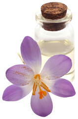 Saffron crocus flower with extract