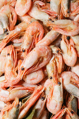 fresh shrimps 