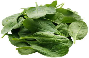 Fresh Spinach - 580309525