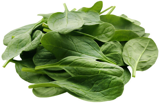 Fresh Spinach