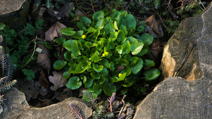 photo nature green bush grows in a tree