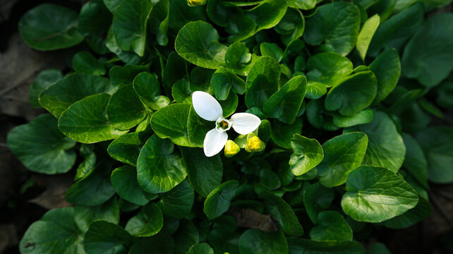 photo nature white flower snowdrop in green leaves