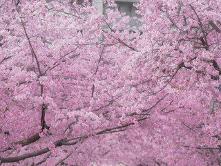 満開の桜の花　3月