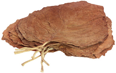 Dry tobacco leaves