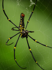 Nephilinae is a subfamily of spiders in the family Araneidae
