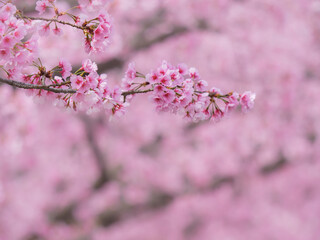 満開の桜の花　3月
