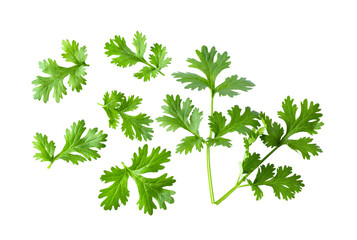 Green coriander leaves close-up, isolation on transparent png