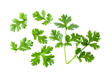 Green coriander leaves close-up, isolation on transparent png