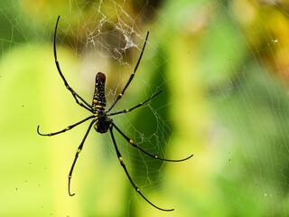 Nephilinae is a subfamily of spiders in the family Araneidae