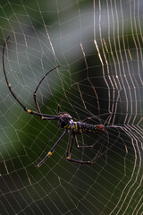 Nephilinae is a subfamily of spiders in the family Araneidae