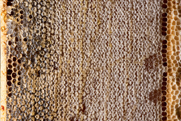 background of honeycomb with honey on a wooden frame. concept of healthy and therapeutic nutrition