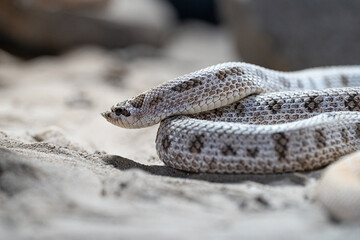 Texas hog-nosed snake, Heterodon nasicus