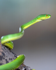 Green Pit Viper, Trimeresurus albolabris