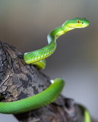 Green Pit Viper, Trimeresurus albolabris