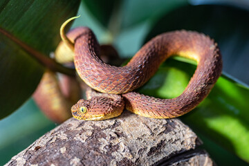 Leaf viper, Atheris squamigera