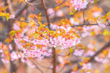河津桜