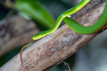 Green Pit Viper, Trimeresurus albolabris