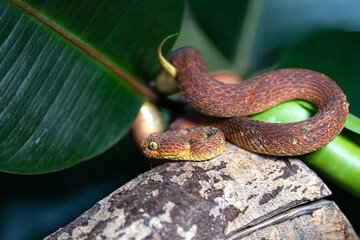 Leaf viper, Atheris squamigera