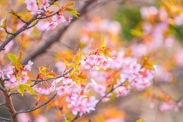 河津桜