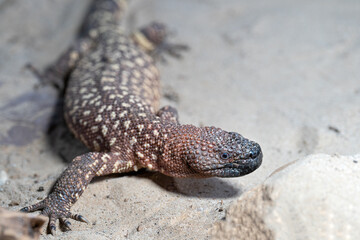 Mexican beaded lizard, Heloderma horridum