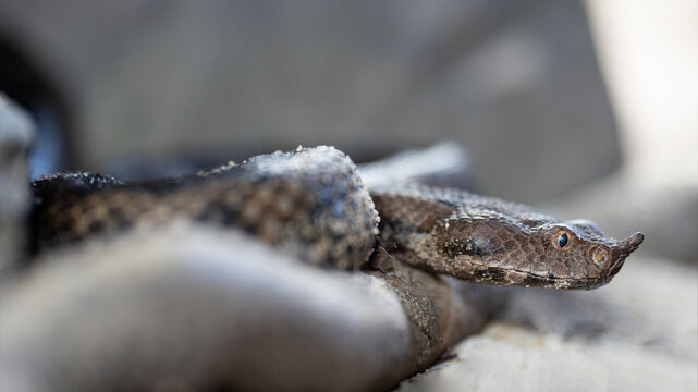 Nose-horned viper, Vipera ammodytes