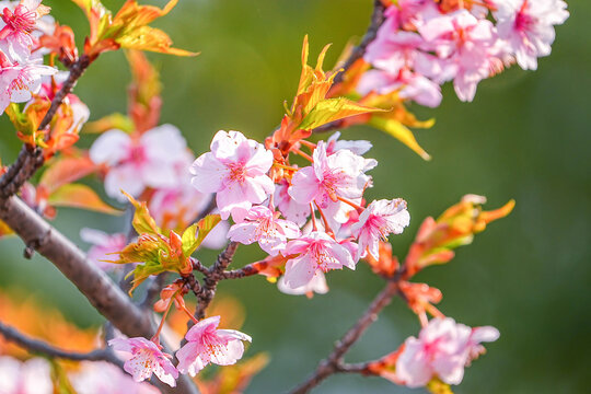 河津桜