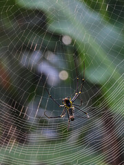Nephilinae is a subfamily of spiders in the family Araneidae