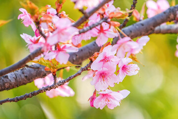 河津桜